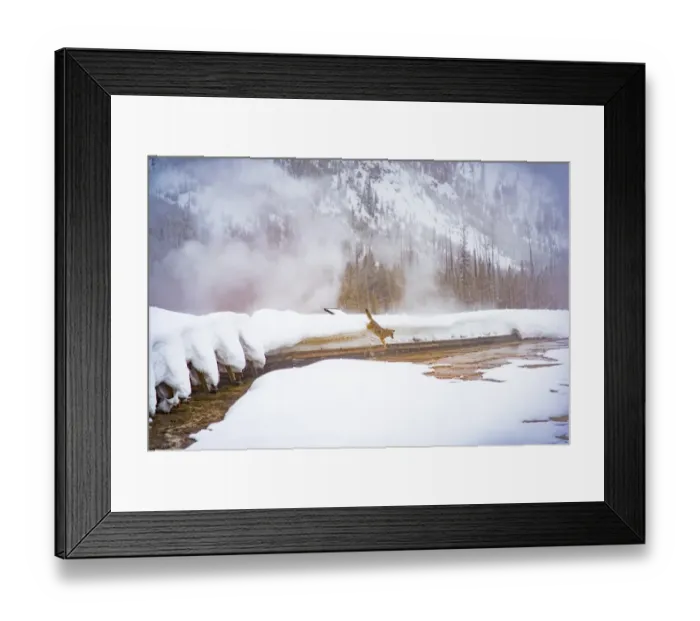 Framed Print : A Coyote Jumps from the Boardwalk Framed Print : A Coyote Jumps from the Boardwalk