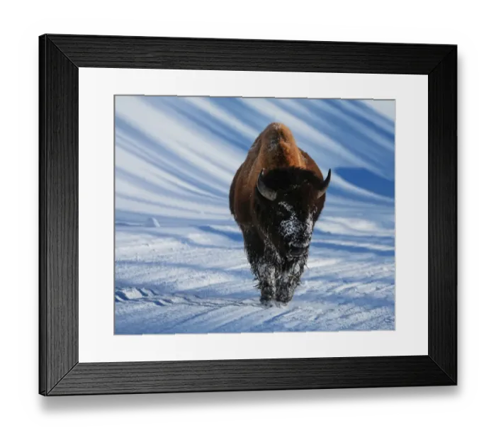 Framed Print : Bison along the roads of Yellowstone. Impressive to see Framed Print : Bison along the roads of Yellowstone. Impressive to see