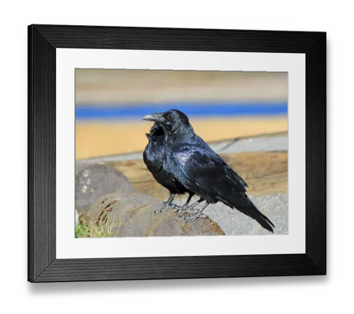 Framed Print : Raven, Corvus corax, Common Raven, Northen Raven, Passerine Framed Print : Raven, Corvus corax, Common Raven, Northen Raven, Passerine