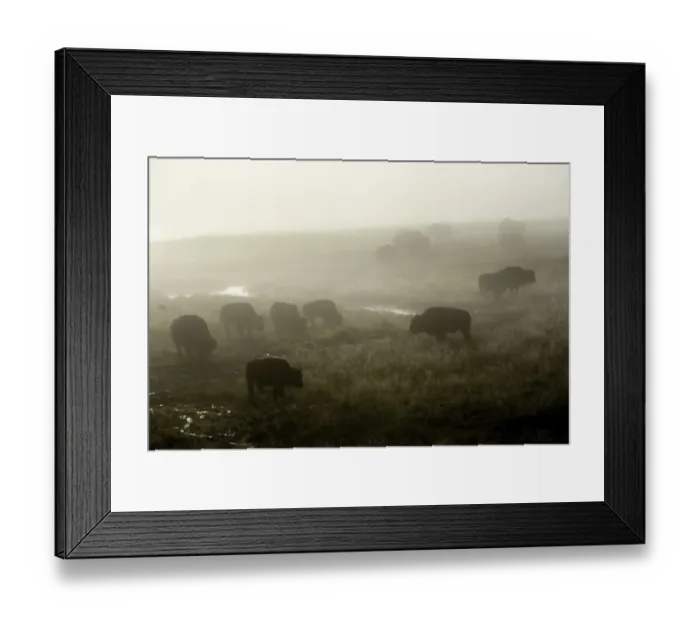 Framed Print : Herd of American Bison on a foggy morning Framed Print : Herd of American Bison on a foggy morning