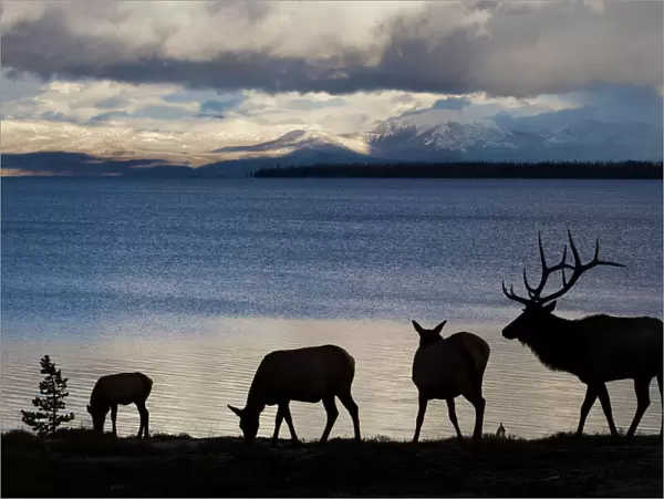 Silhouette of Rocky Mountain Elks (Cervus canadensis nelsoni) standing with rippled water in background in Yellowstone National Park, Wyoming, USA