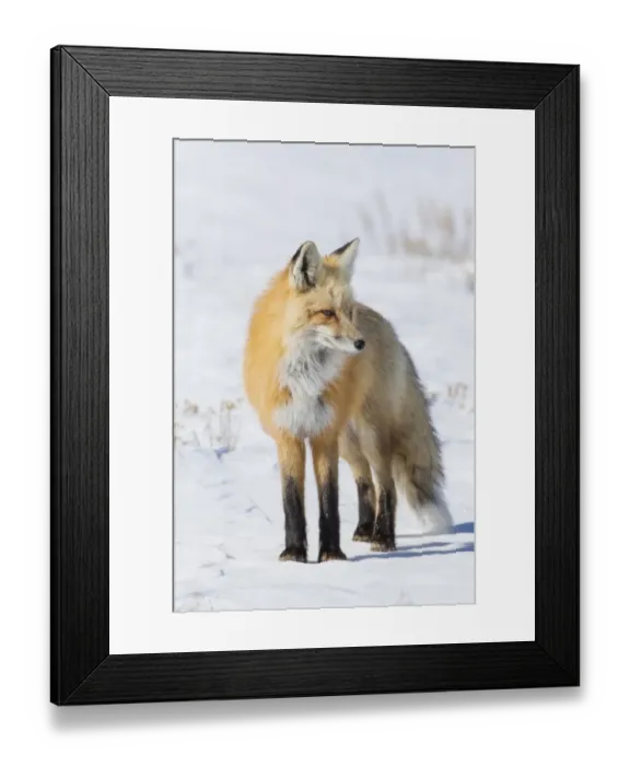 Framed Print : Red Fox (Vulpes vulpes) standing on snow field in Yellowstone National Park, Wyoming, USA