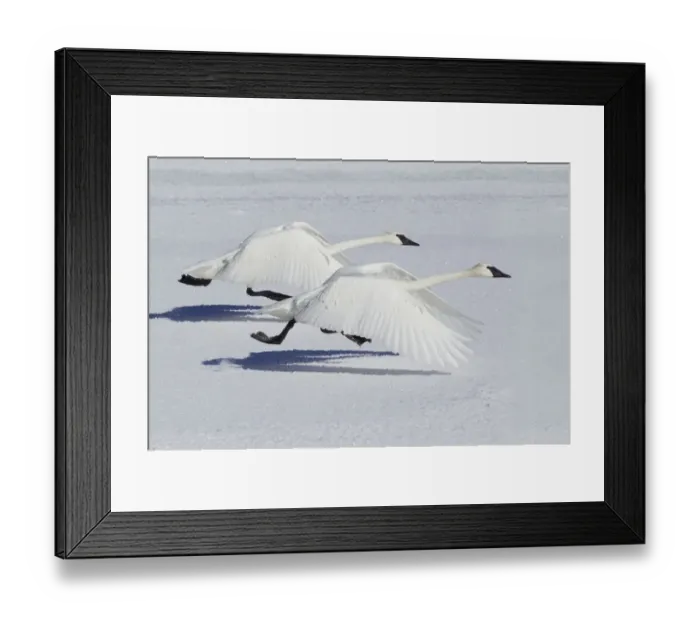 Framed Print : Trumpeter Swans (Cygnus buccinator) taking flight over snow, Yellowstone National Park, USA Framed Print : Trumpeter Swans (Cygnus buccinator) taking flight over snow, Yellowstone National Park, USA