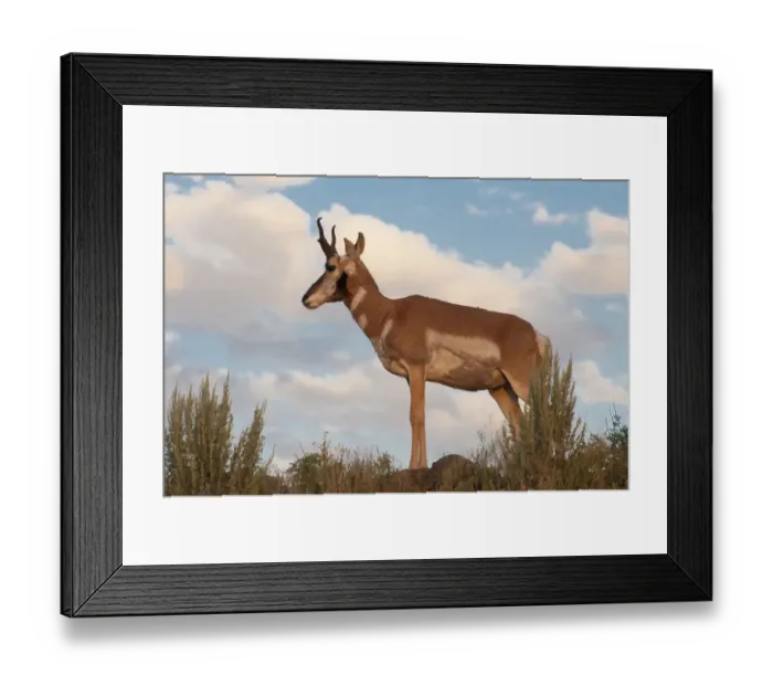 Framed Print : American Antelope (Antilocapra americana), Yellowstone National Park, Wyoming, USA Framed Print : American Antelope (Antilocapra americana), Yellowstone National Park, Wyoming, USA