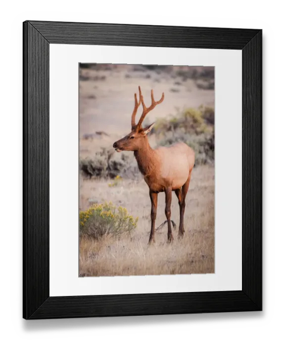 Framed Print : Elk in Yellowstone National Park Framed Print : Elk in Yellowstone National Park