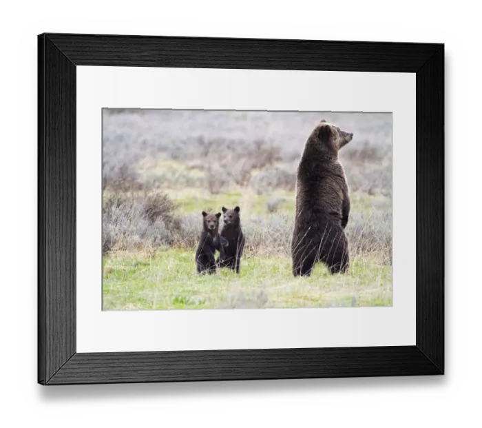 Framed Print : Standing Tall