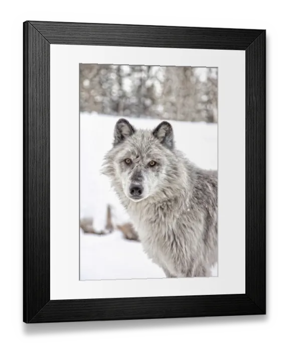 Framed Print : Grey wolf, Yellowstone Framed Print : Grey wolf, Yellowstone