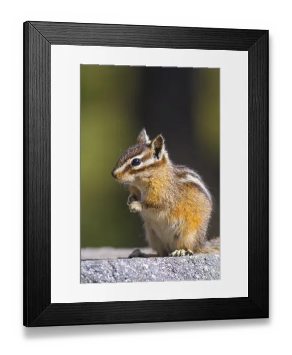 Framed Print : USA, Yellowstone National Park, Chipmunk Framed Print : USA, Yellowstone National Park, Chipmunk