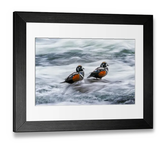 Framed Print : Harlequin Ducks with Flowing Water Framed Print : Harlequin Ducks with Flowing Water