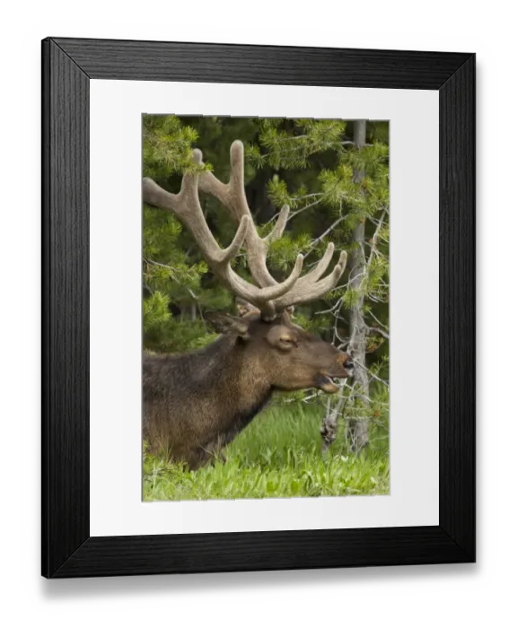 Framed Print : Large Elk in the Trees