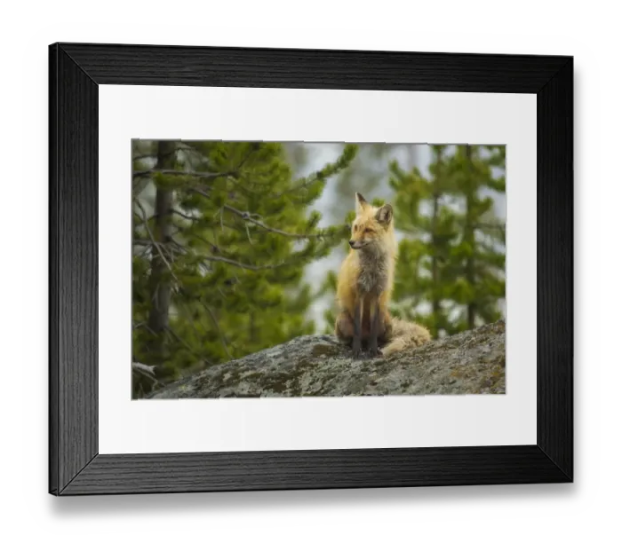 Framed Print : Red Fox Vixen Framed Print : Red Fox Vixen