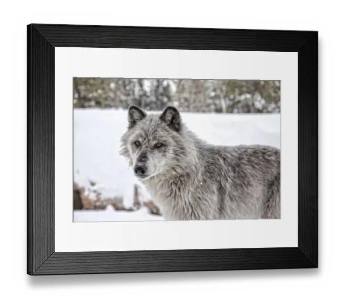Framed Print : Grey Wolf, Yellowstone Framed Print : Grey Wolf, Yellowstone