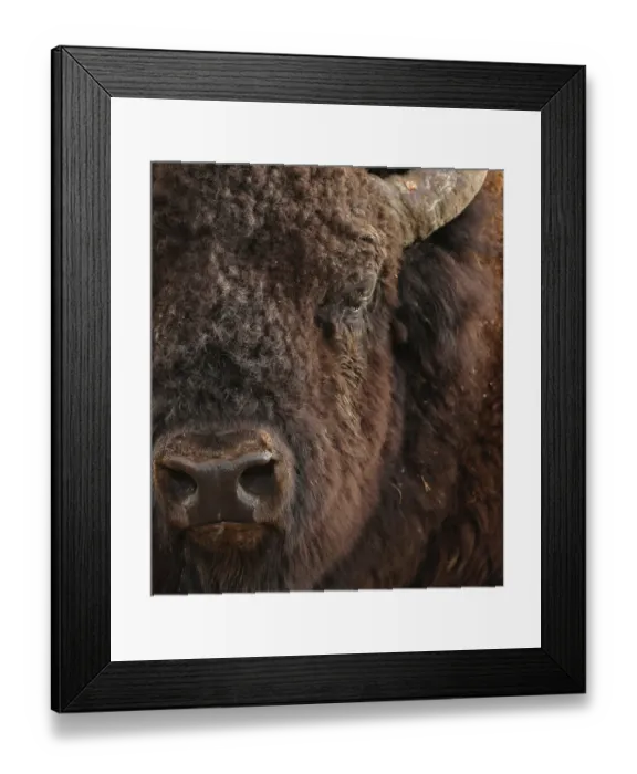 Framed Print : American plains bison close up Framed Print : American plains bison close up