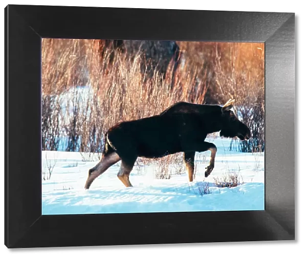 Bull moose without antlers walking through snow