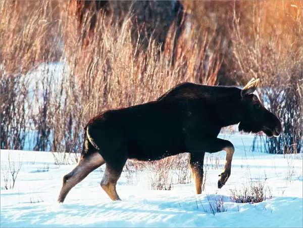 Bull moose without antlers walking through snow