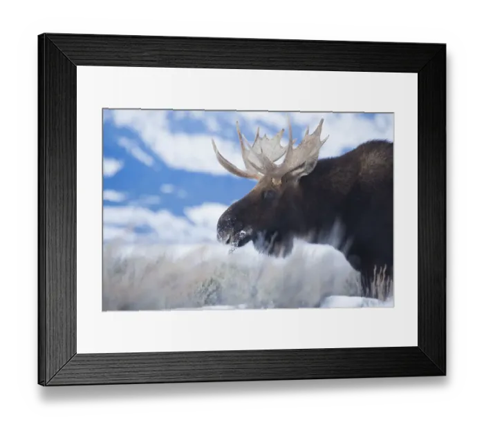 Framed Print : Bull Moose Framed Print : Bull Moose