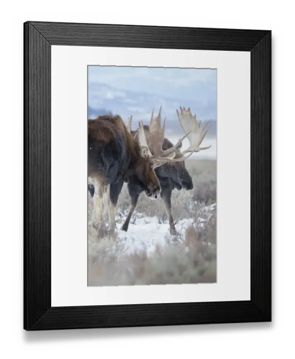 Framed Print : Moose Sparring Framed Print : Moose Sparring