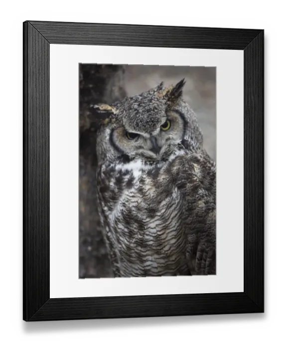 Framed Print : Owl. A great horned owl cocks its head as it looks directly at the viewer Framed Print : Owl. A great horned owl cocks its head as it looks directly at the viewer