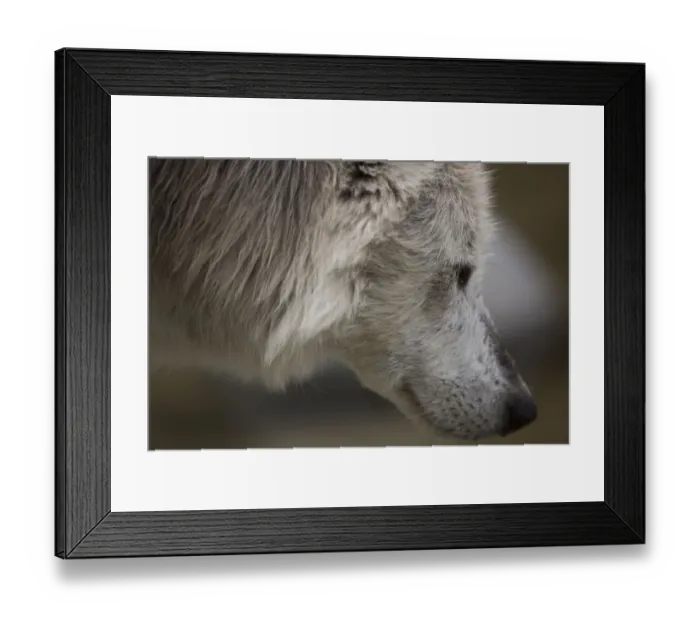 Framed Print : wolf face tight Framed Print : wolf face tight