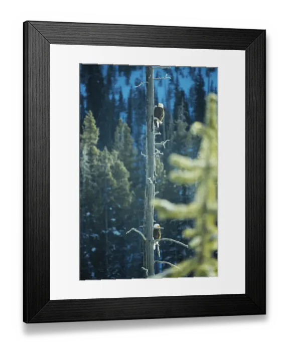 Framed Print : Eagle Pair Framed Print : Eagle Pair