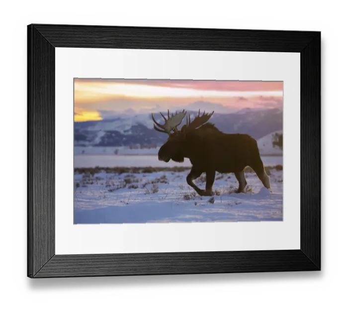 Framed Print : Titan of Winter Framed Print : Titan of Winter