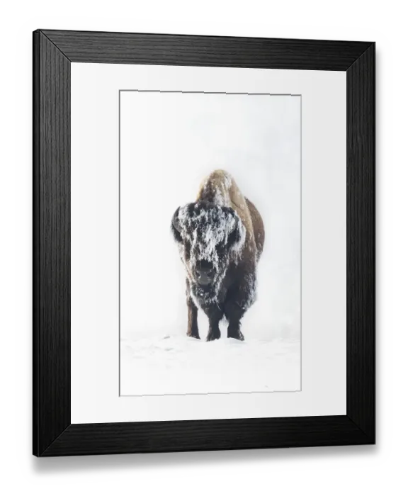 Framed Print : Frozen. A lone male bison stands in Yellowstones frozen landscape during a -25 degree day