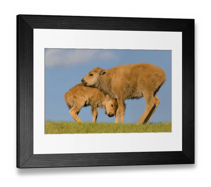 Framed Print : Bison calf, Yellowstone National Park Framed Print : Bison calf, Yellowstone National Park