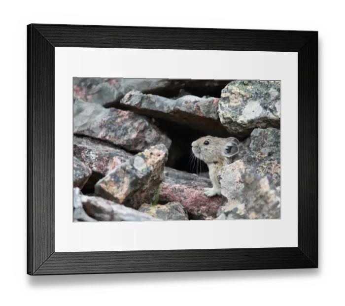 Framed Print : Pika. Closeup of a Pika on a rock slide in Yellowstone National Park Framed Print : Pika. Closeup of a Pika on a rock slide in Yellowstone National Park