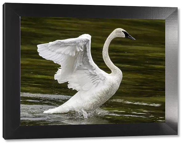 Trumpeter Swan with open wings