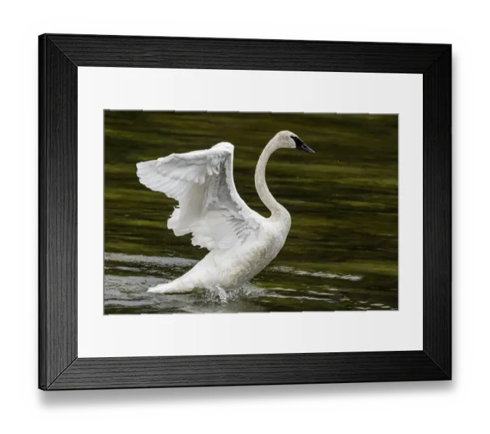 Framed Print : Trumpeter Swan with open wings Framed Print : Trumpeter Swan with open wings