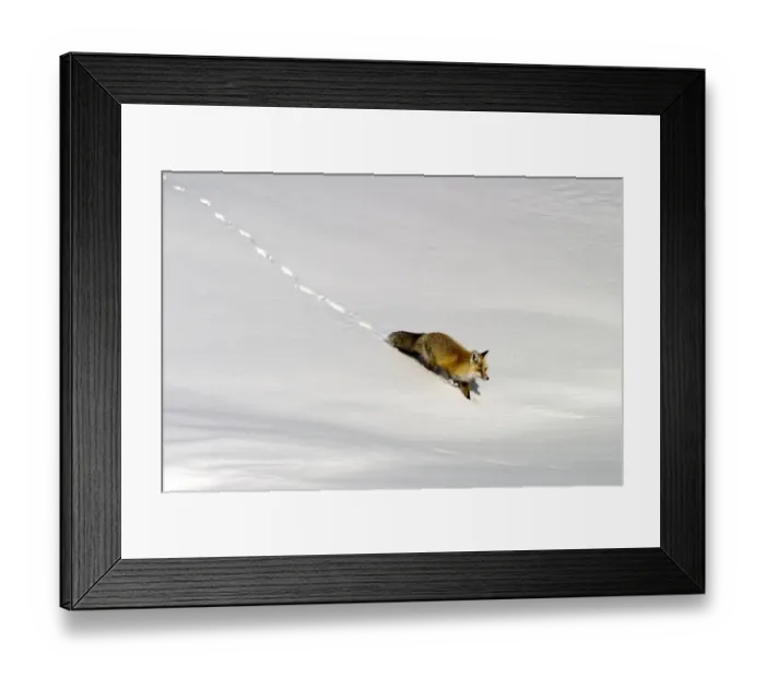 Framed Print : Fox In The Snow Framed Print : Fox In The Snow