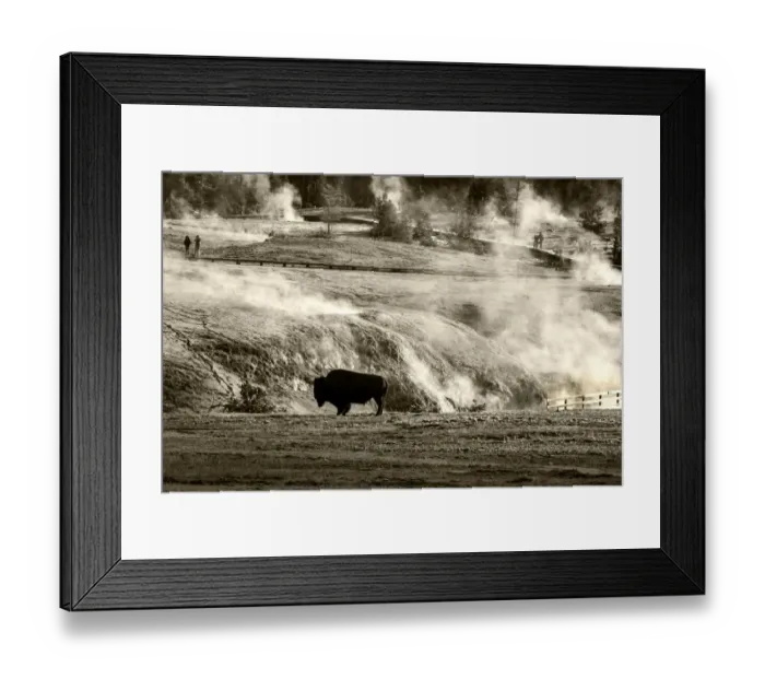 Framed Print : Bison - Yellowstone Framed Print : Bison - Yellowstone