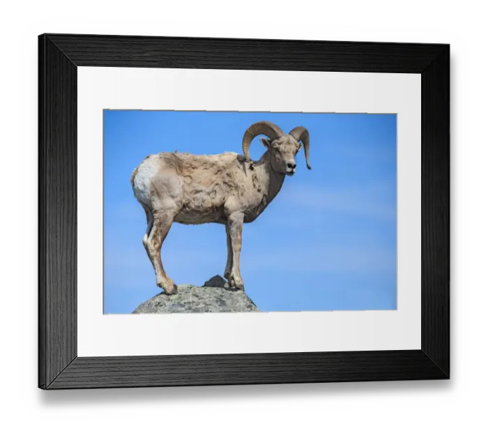 Framed Print : Bighorn Ram on Boulder Framed Print : Bighorn Ram on Boulder