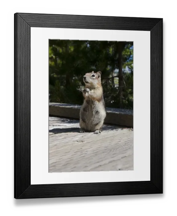 Framed Print : Chipmunk Standing Tall on Boardwalk