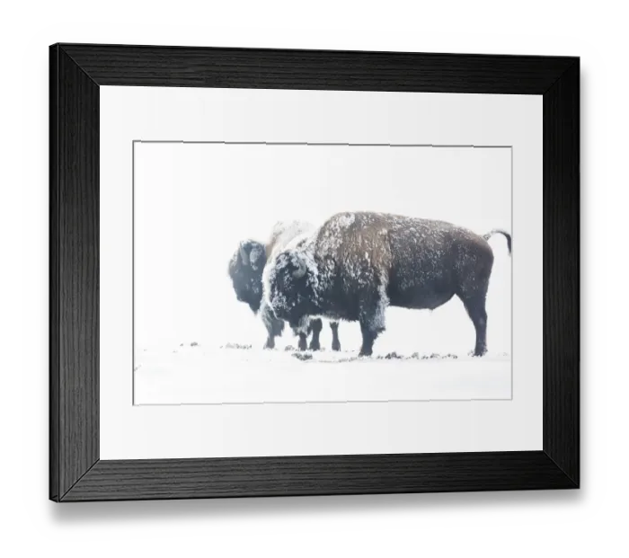 Framed Print : Bearing the cold Framed Print : Bearing the cold