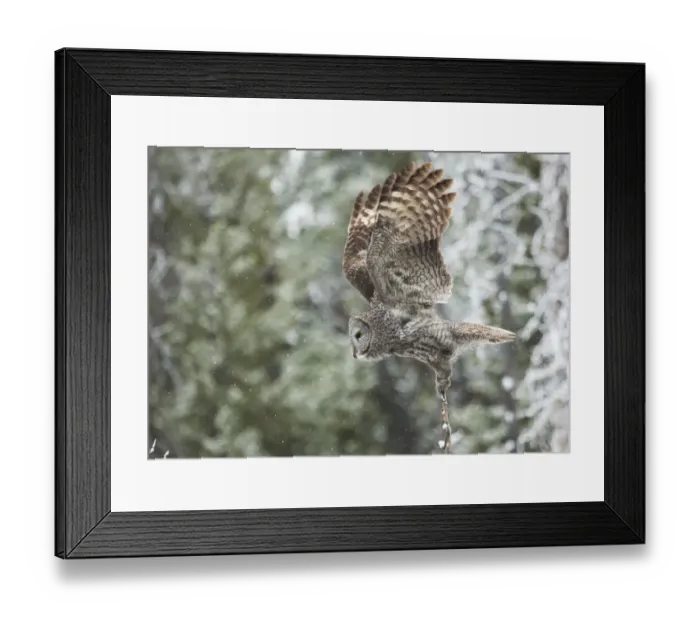 Framed Print : Wings up. A great grey owl takes off from a small perch where he was actively listening