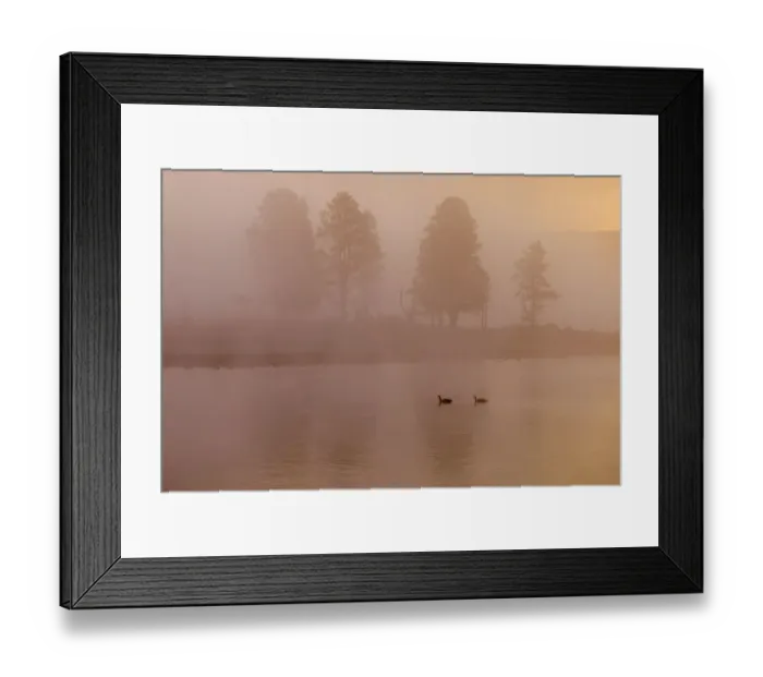 Framed Print : two geese on Yellowstone River in fog Framed Print : two geese on Yellowstone River in fog