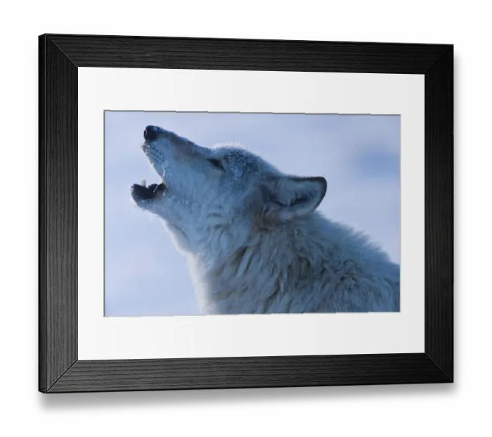Framed Print : Wolf Howling in Yellowstone Framed Print : Wolf Howling in Yellowstone