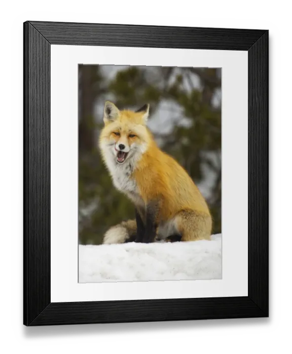 Framed Print : The hungry smiling fox Framed Print : The hungry smiling fox