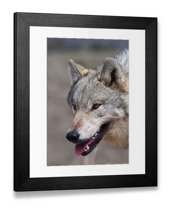 Framed Print : Wild Wolf Portrait Framed Print : Wild Wolf Portrait