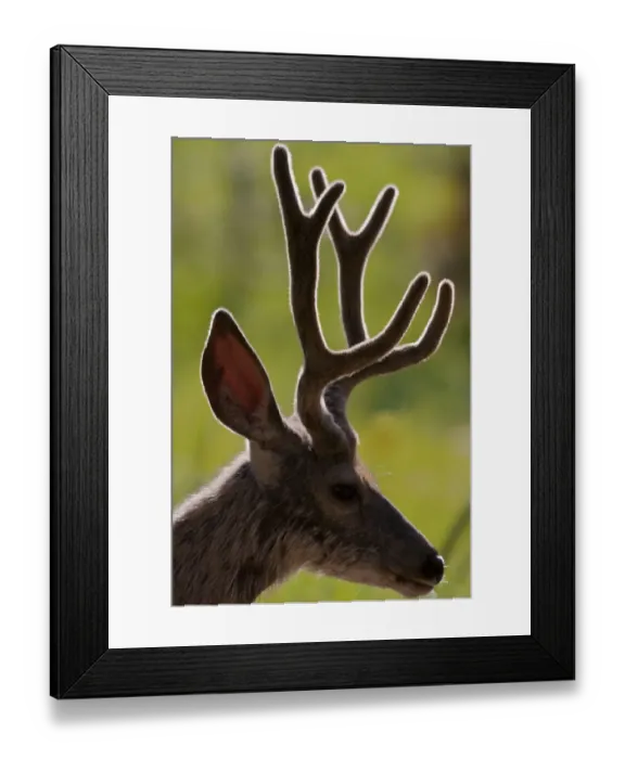 Framed Print : Mule Deer Buck in Velvet Profile Framed Print : Mule Deer Buck in Velvet Profile