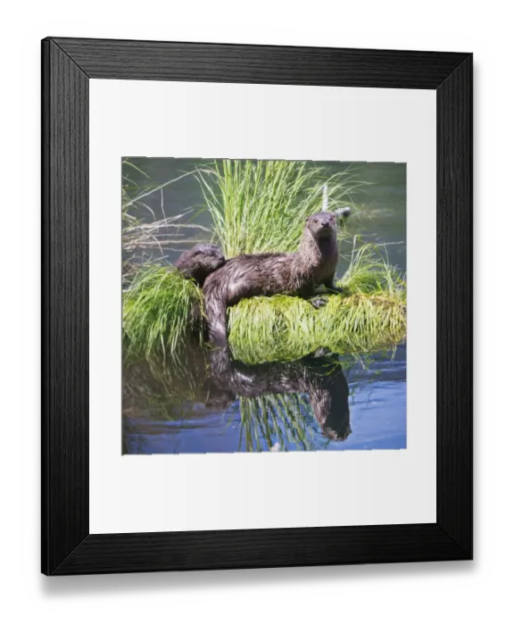 Framed Print : Otter mother with puppie Framed Print : Otter mother with puppie