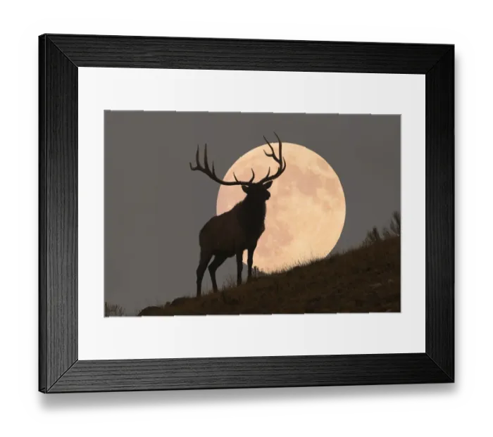 Framed Print : Majestic Bull Elk and Full Moon Rise (composite) Framed Print : Majestic Bull Elk and Full Moon Rise (composite)