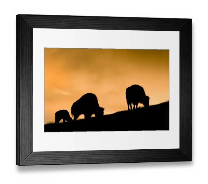 Framed Print : Bison, Yellowstone National Park, sunrise silhouette
