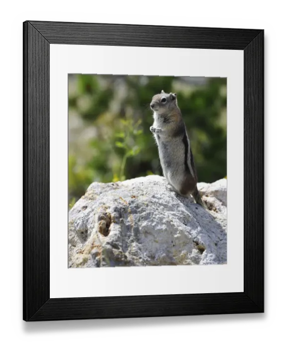 Framed Print : Golden-mantled Ground Squirrel -Spermophilus lateralis-, Yellowstone National Park, Wyoming, United States of America, USA