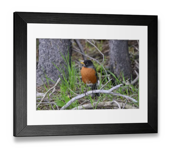 Framed Print : American Robin - Yellowston Park Framed Print : American Robin - Yellowston Park