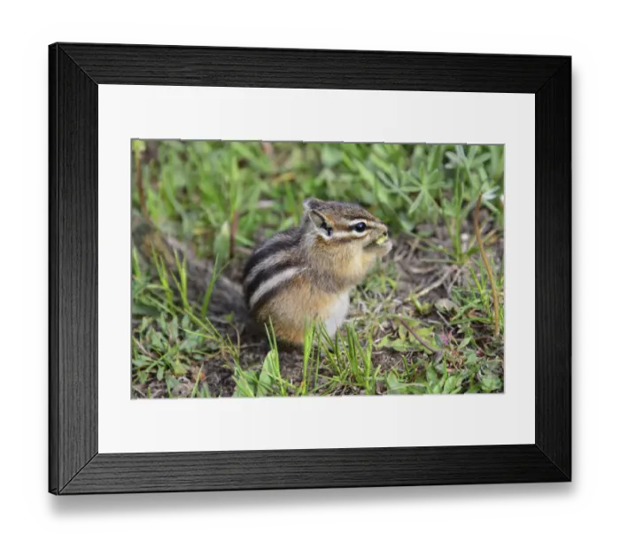 Framed Print : Golden-mantled Ground Squirrel Framed Print : Golden-mantled Ground Squirrel