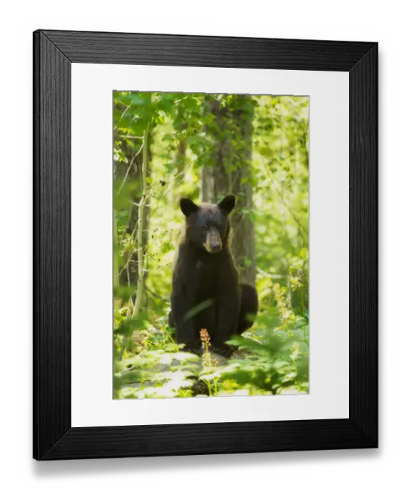 Framed Print : Good bear. A black bear sits upon a fallen log Framed Print : Good bear. A black bear sits upon a fallen log