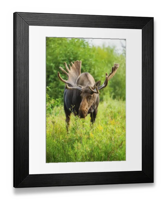 Framed Print : Summer moose Framed Print : Summer moose