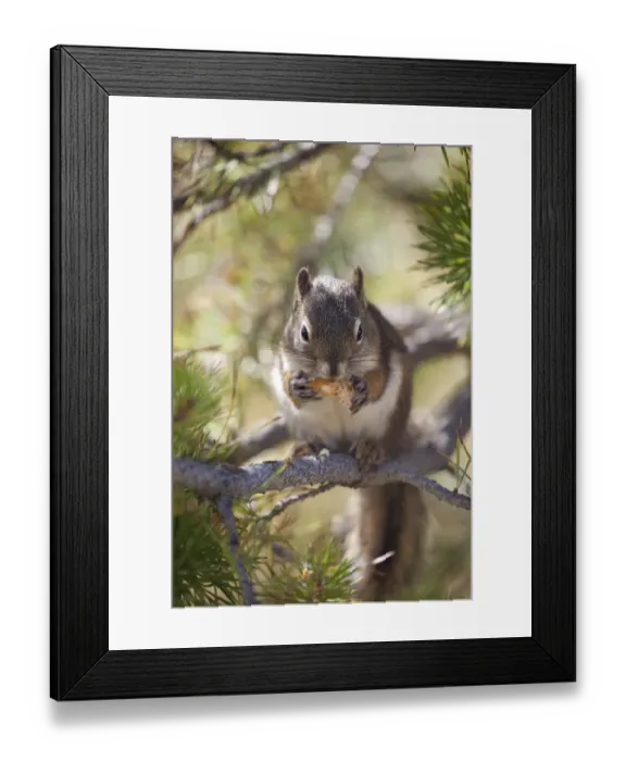 Framed Print : Squirrel Eating Framed Print : Squirrel Eating